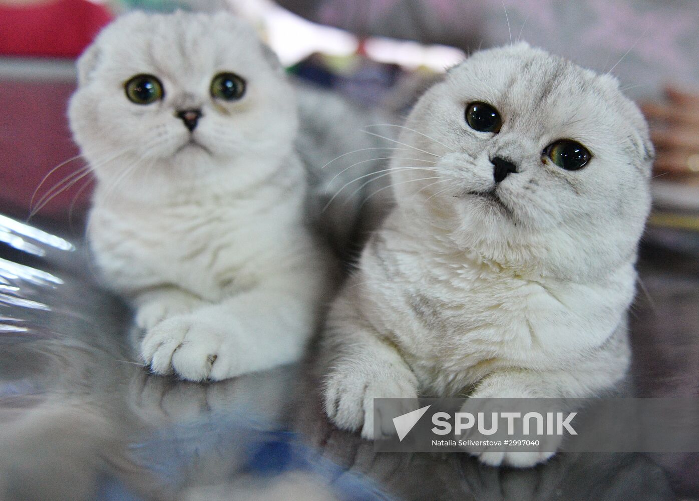 Cat-Salon-December cat show