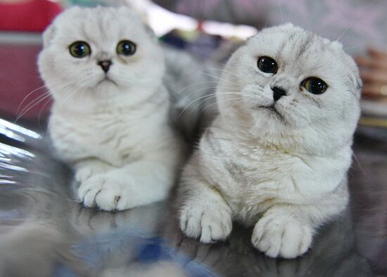 Cat-Salon-December cat show