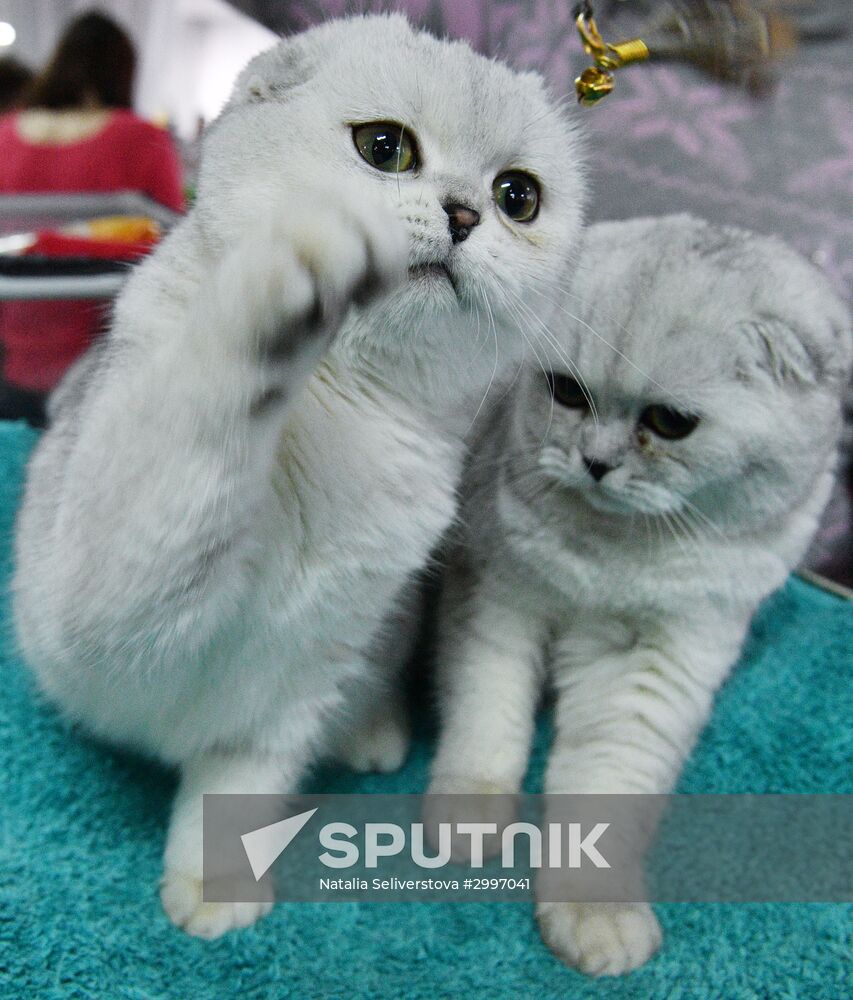 Cat-Salon-December cat show