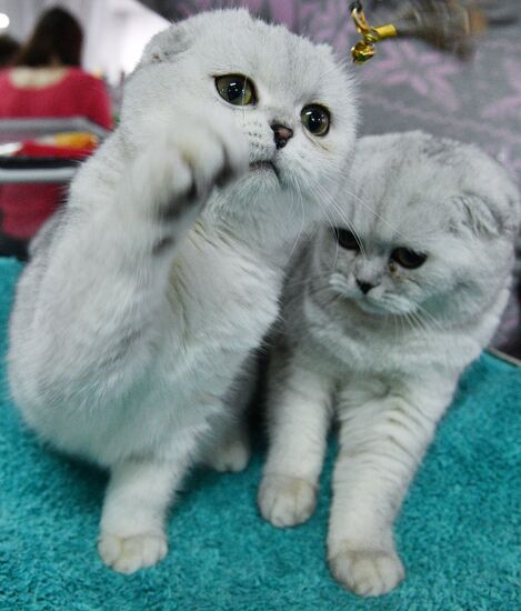Cat-Salon-December cat show