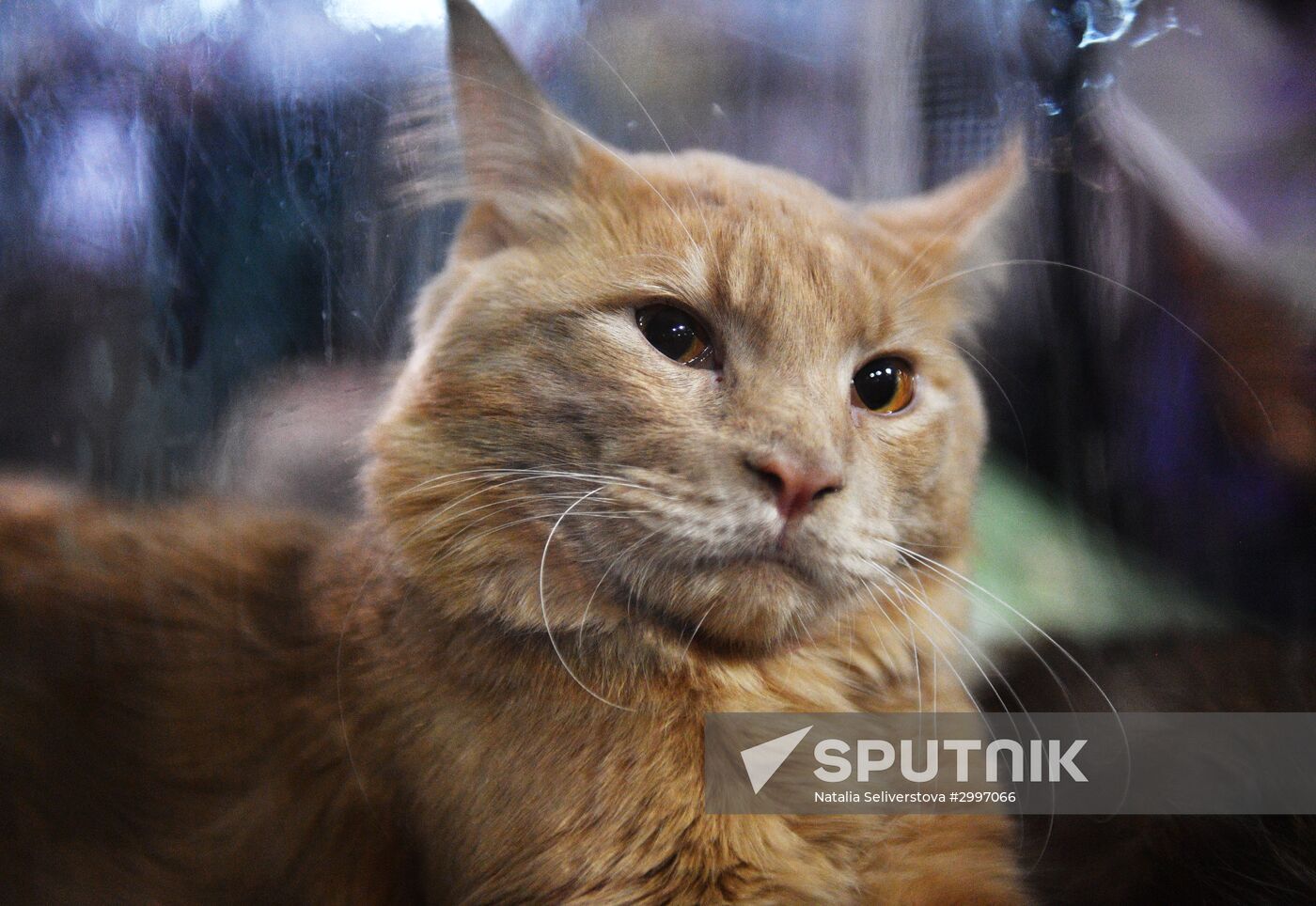 Cat-Salon-December cat show