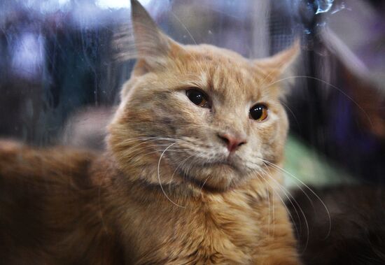 Cat-Salon-December cat show