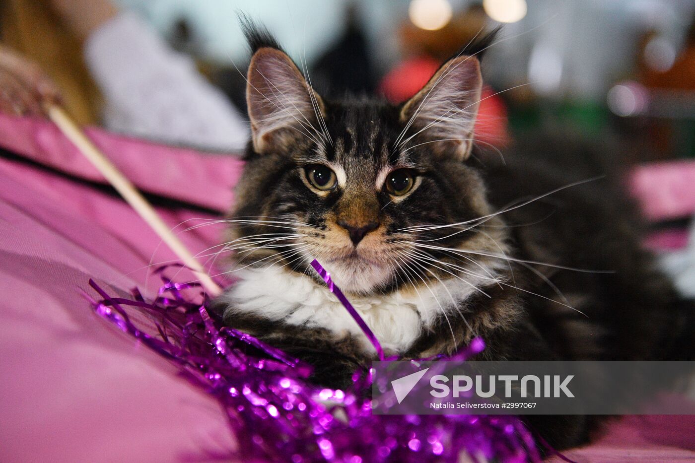 Cat-Salon-December cat show