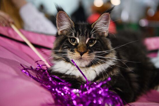 Cat-Salon-December cat show