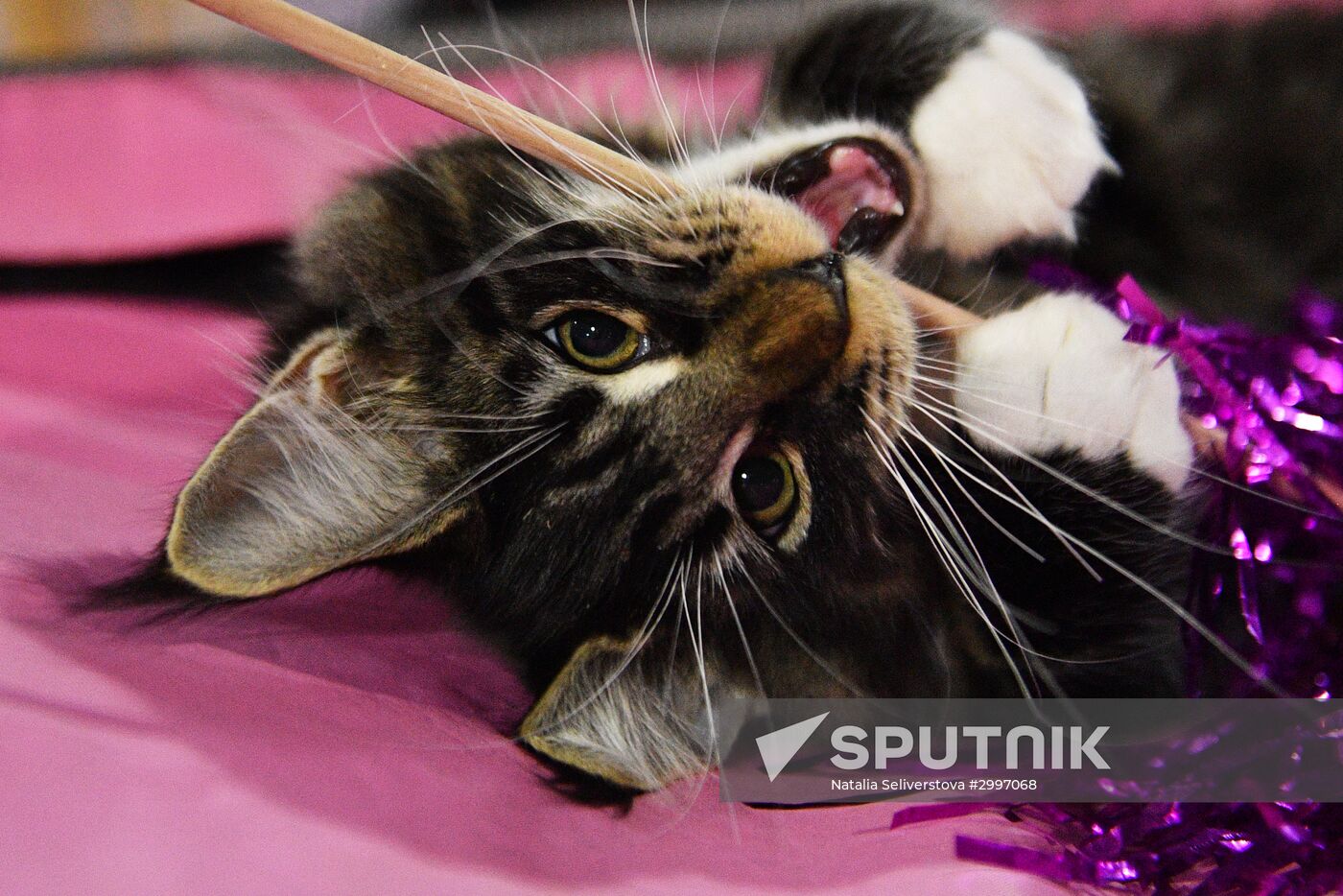 Cat-Salon-December cat show