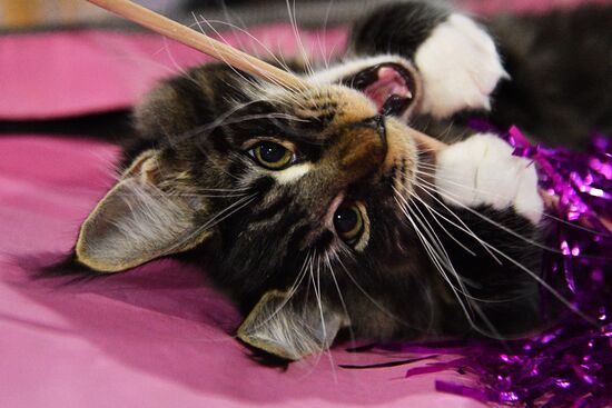 Cat-Salon-December cat show