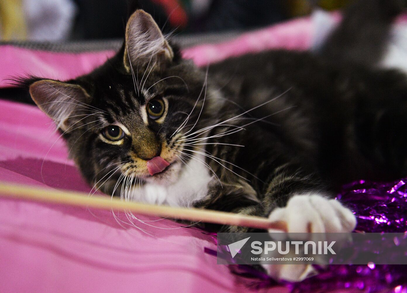 Cat-Salon-December cat show