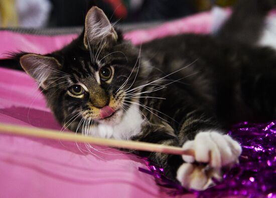 Cat-Salon-December cat show