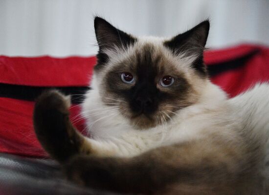 Cat-Salon-December cat show