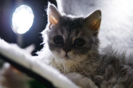 Cat-Salon-December cat show