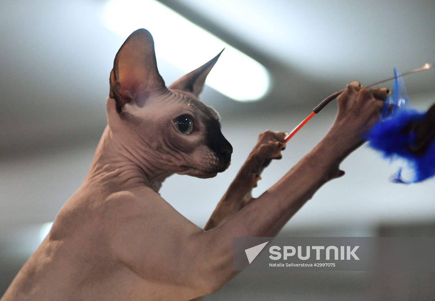 Cat-Salon-December cat show