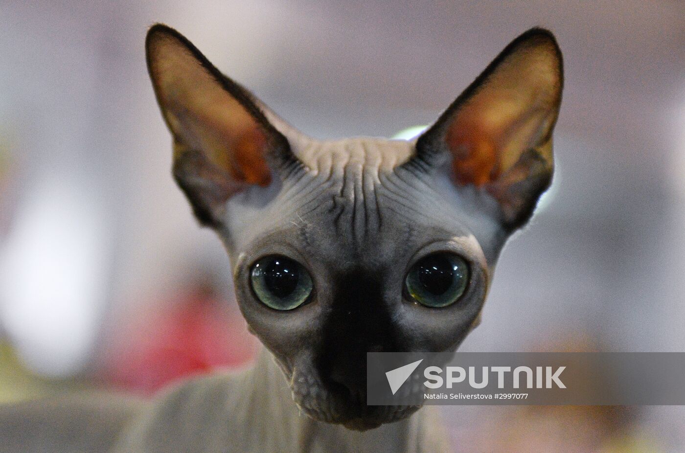 Cat-Salon-December cat show