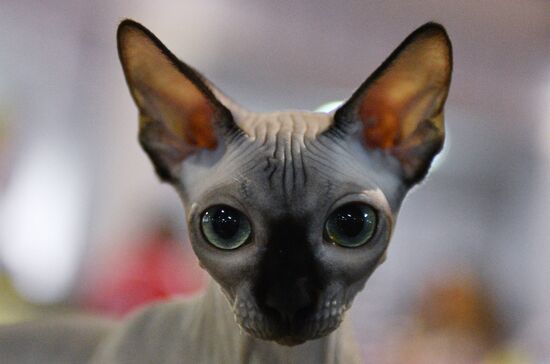 Cat-Salon-December cat show