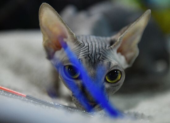 Cat-Salon-December cat show
