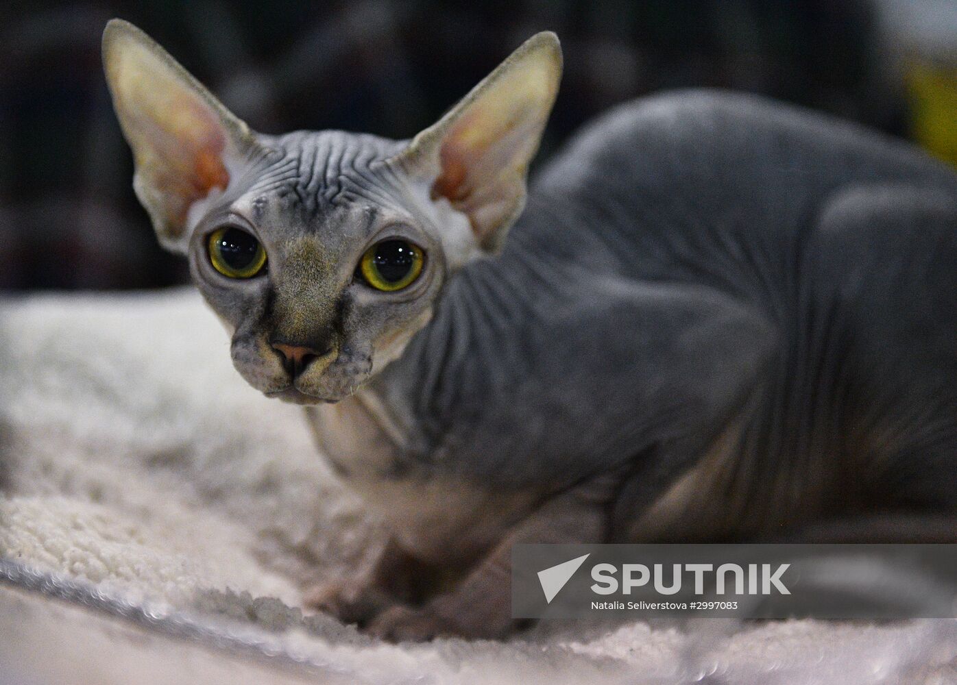 Cat-Salon-December cat show