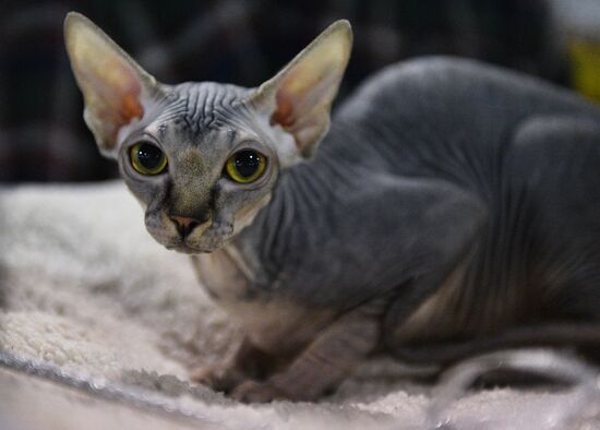Cat-Salon-December cat show