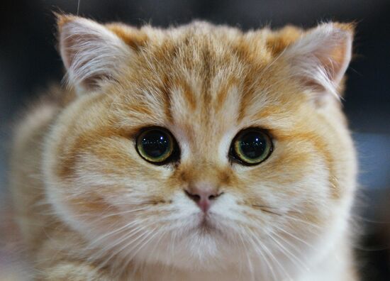 Cat-Salon-December cat show