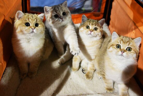 Cat-Salon-December cat show