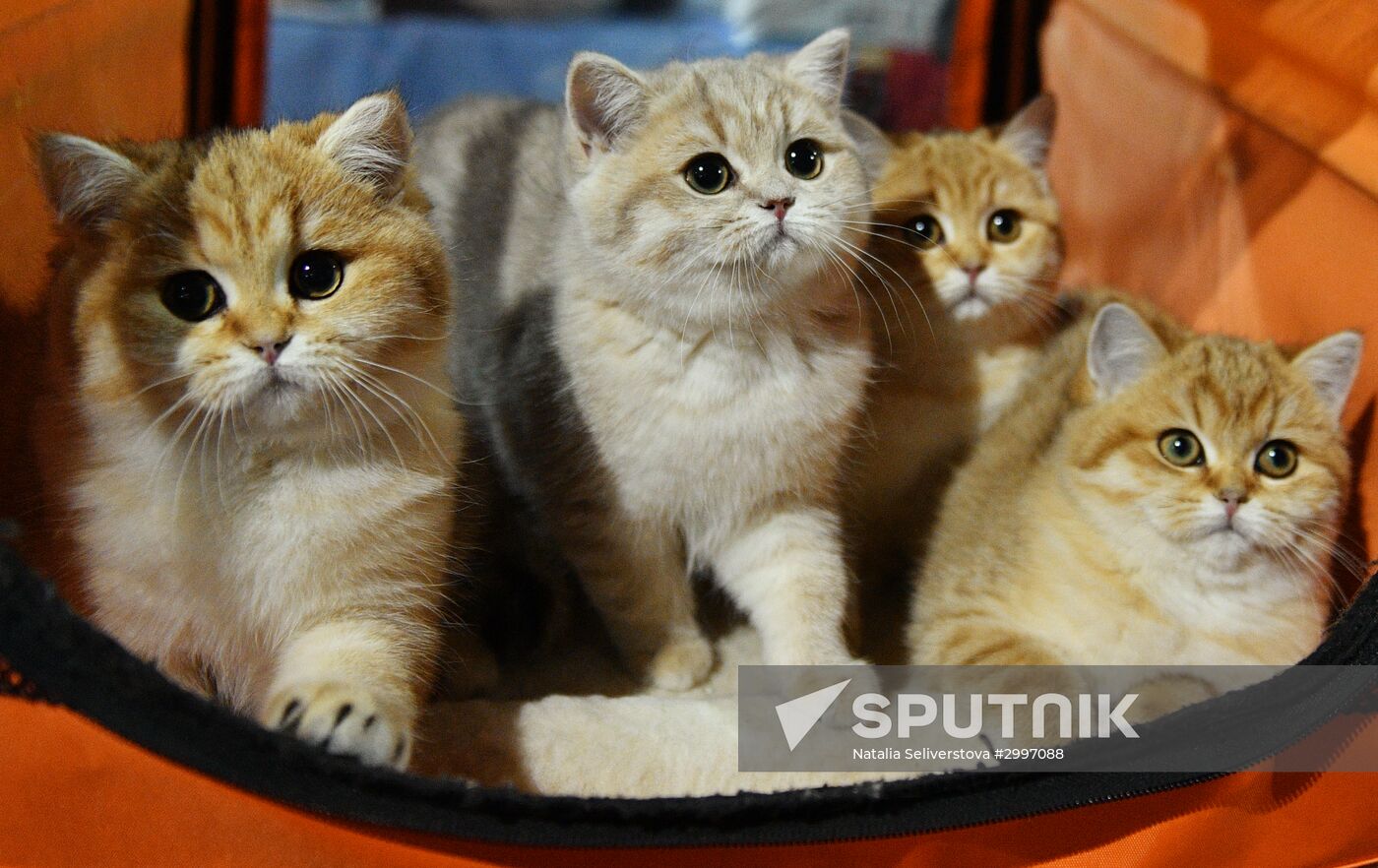 Cat-Salon-December cat show