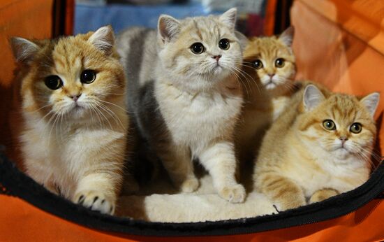 Cat-Salon-December cat show