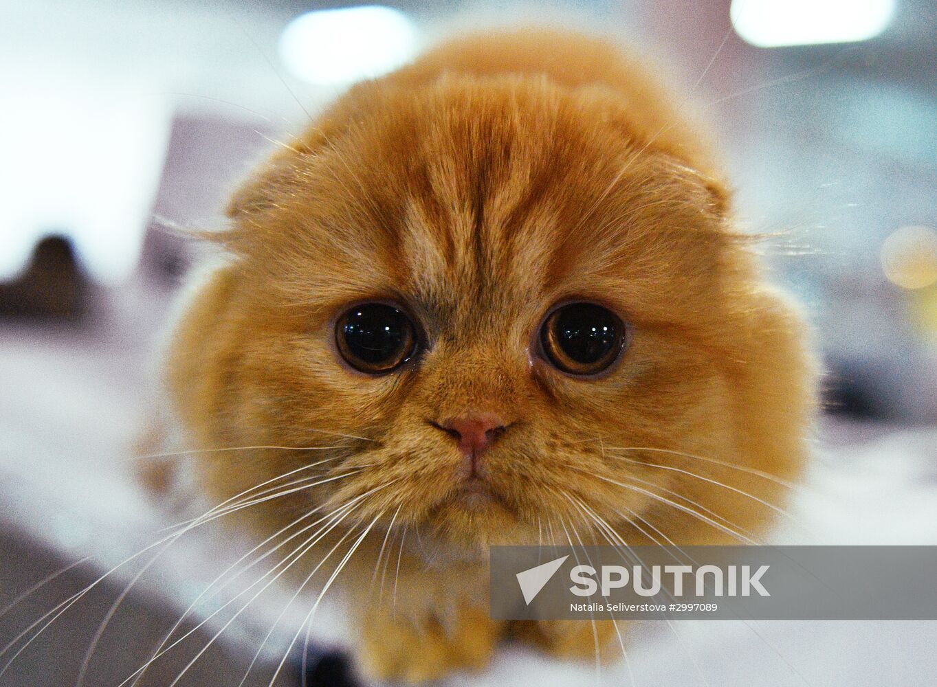 Cat-Salon-December cat show