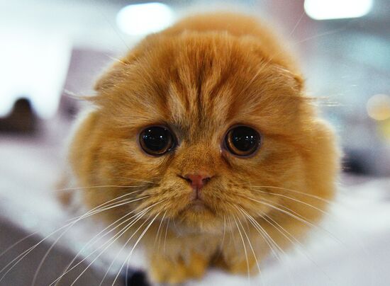 Cat-Salon-December cat show