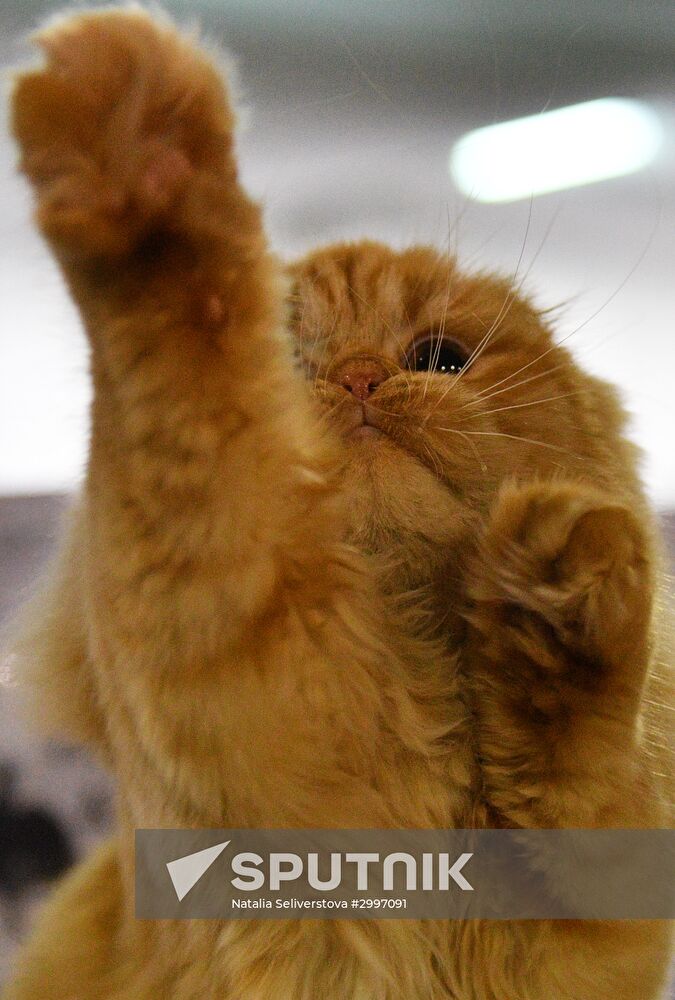 Cat-Salon-December cat show