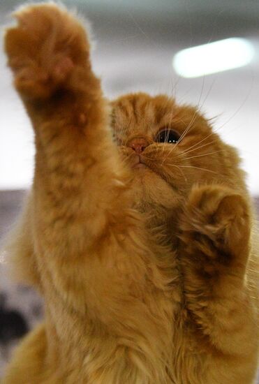 Cat-Salon-December cat show