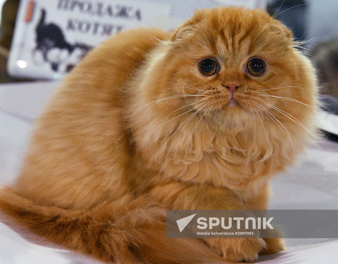 Cat-Salon-December cat show
