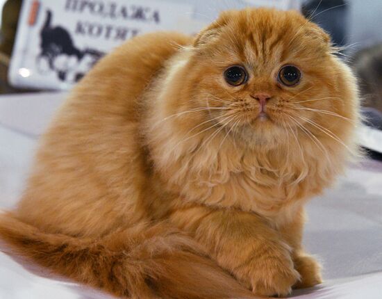 Cat-Salon-December cat show