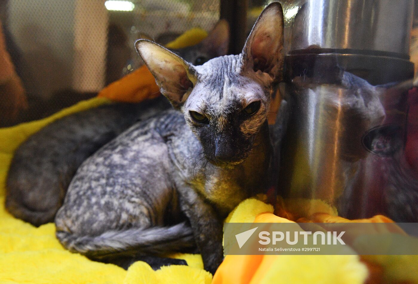 Cat-Salon-December cat show