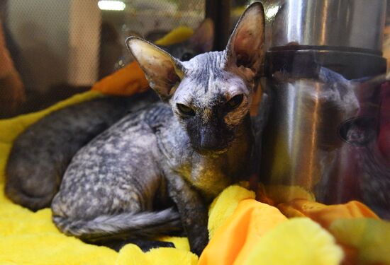 Cat-Salon-December cat show