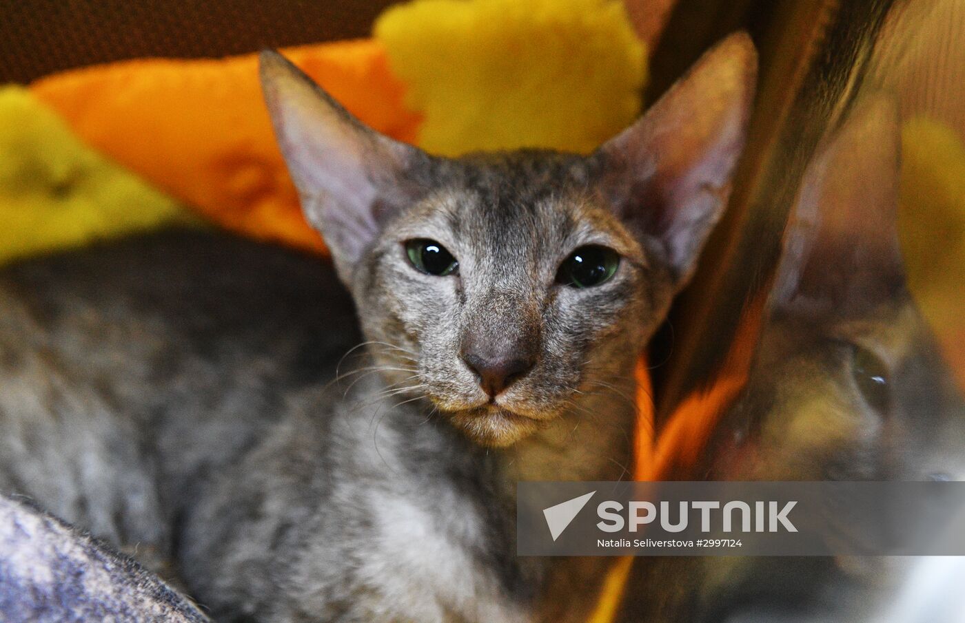 Cat-Salon-December cat show