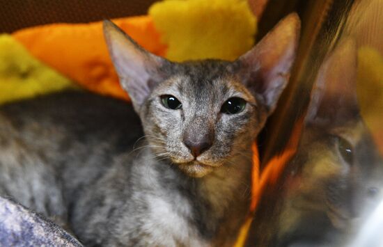 Cat-Salon-December cat show