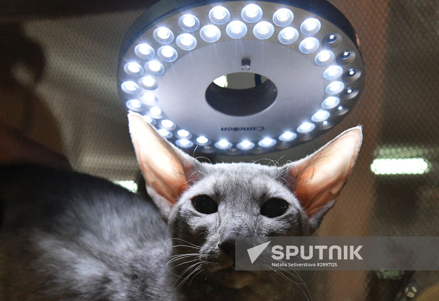 Cat-Salon-December cat show