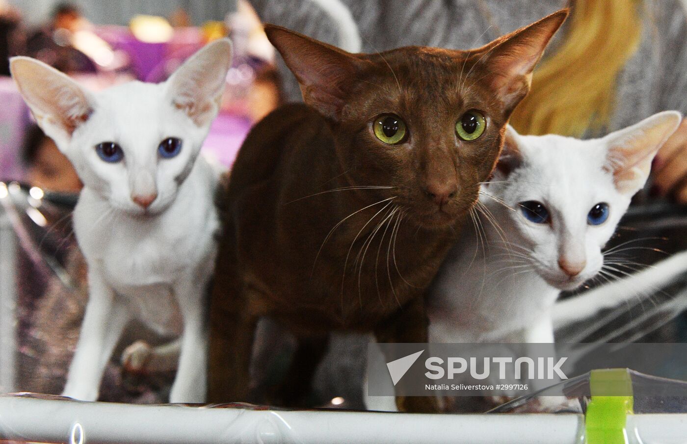 Cat-Salon-December cat show