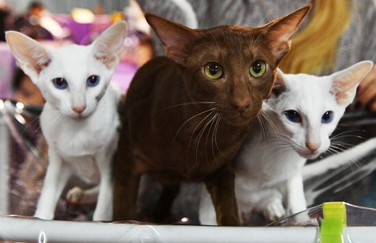 Cat-Salon-December cat show