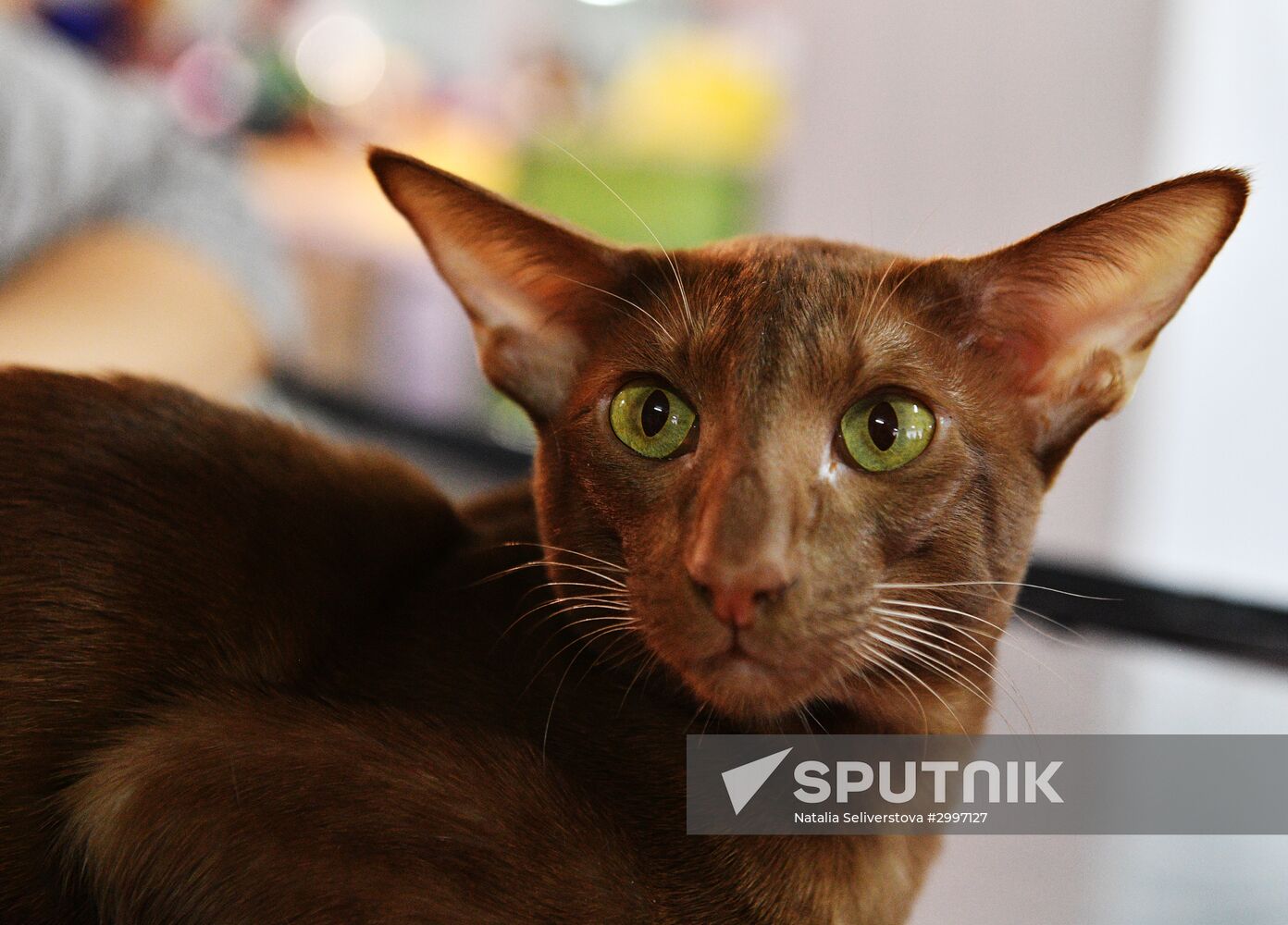Cat-Salon-December cat show