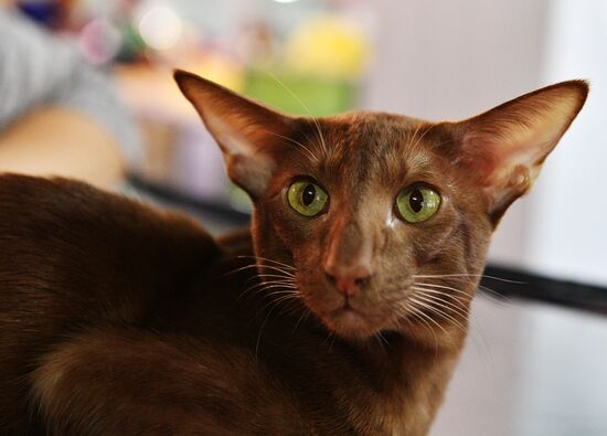 Cat-Salon-December cat show