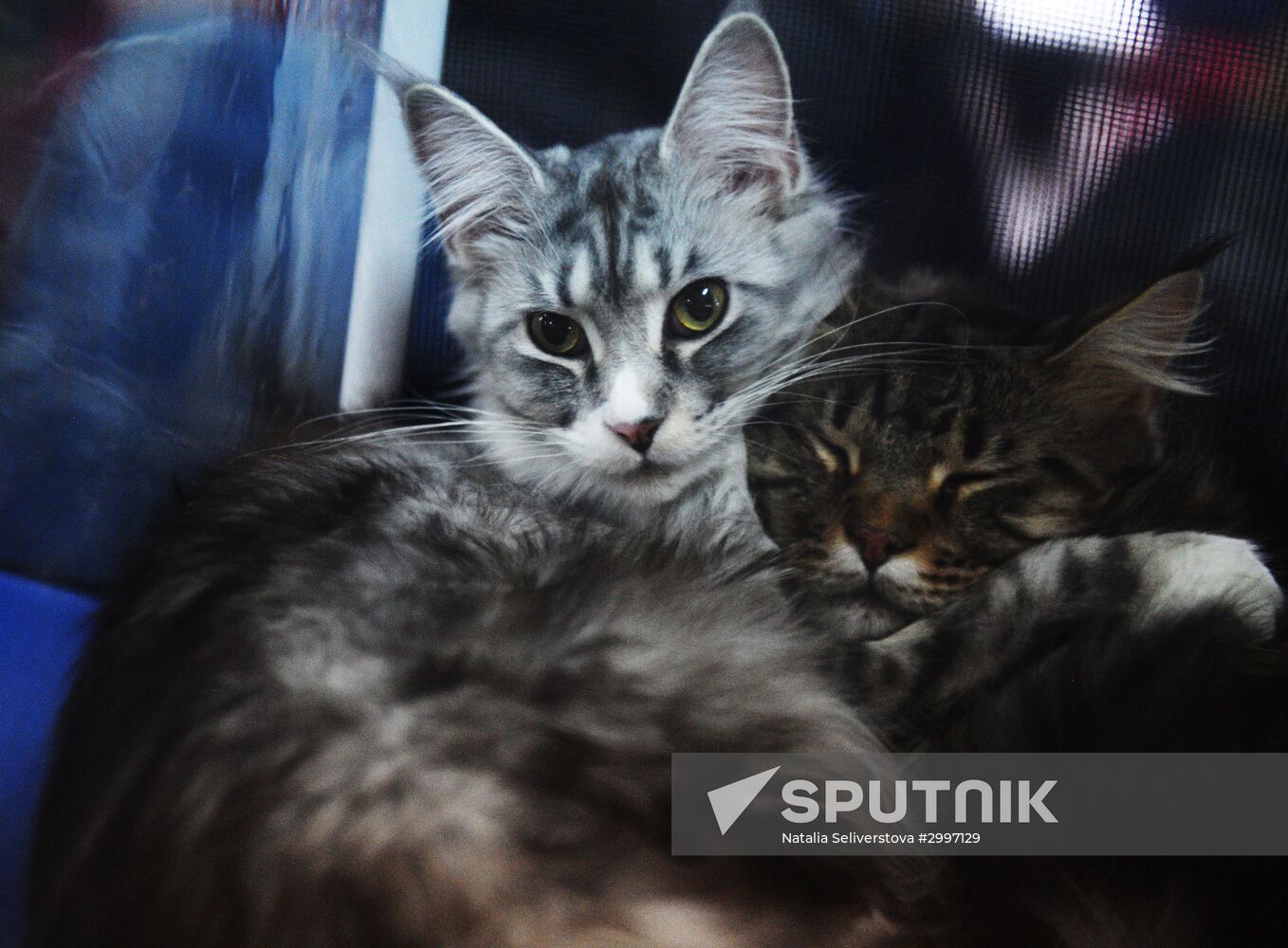 Cat-Salon-December cat show