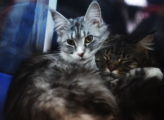 Cat-Salon-December cat show