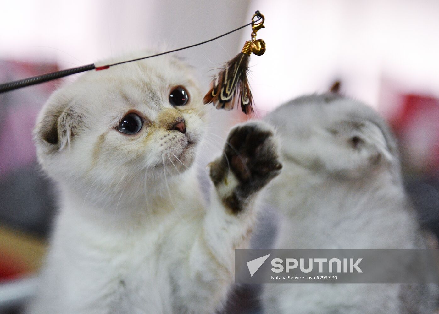 Cat-Salon-December cat show