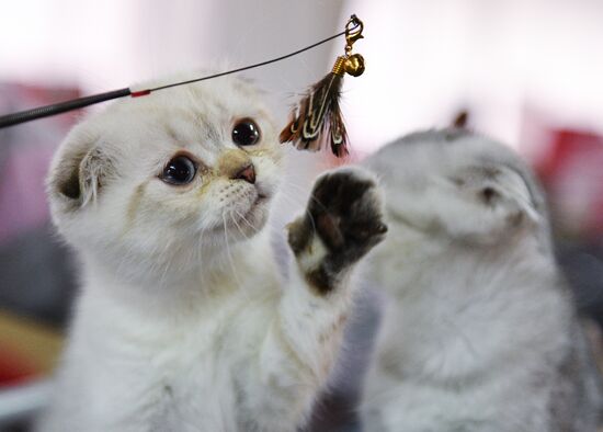 Cat-Salon-December cat show