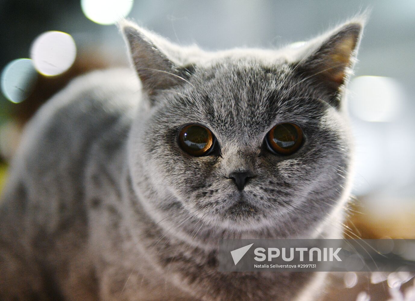 Cat-Salon-December cat show
