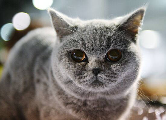 Cat-Salon-December cat show