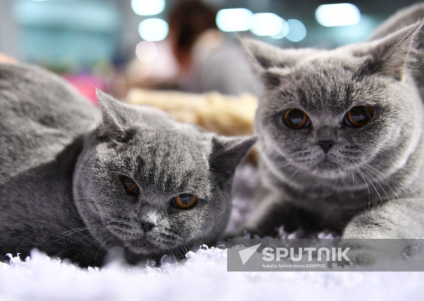 Cat-Salon-December cat show