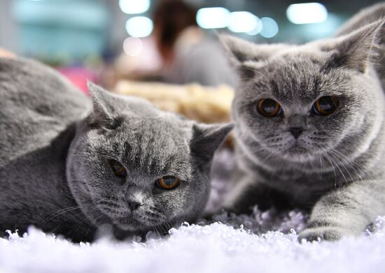 Cat-Salon-December cat show