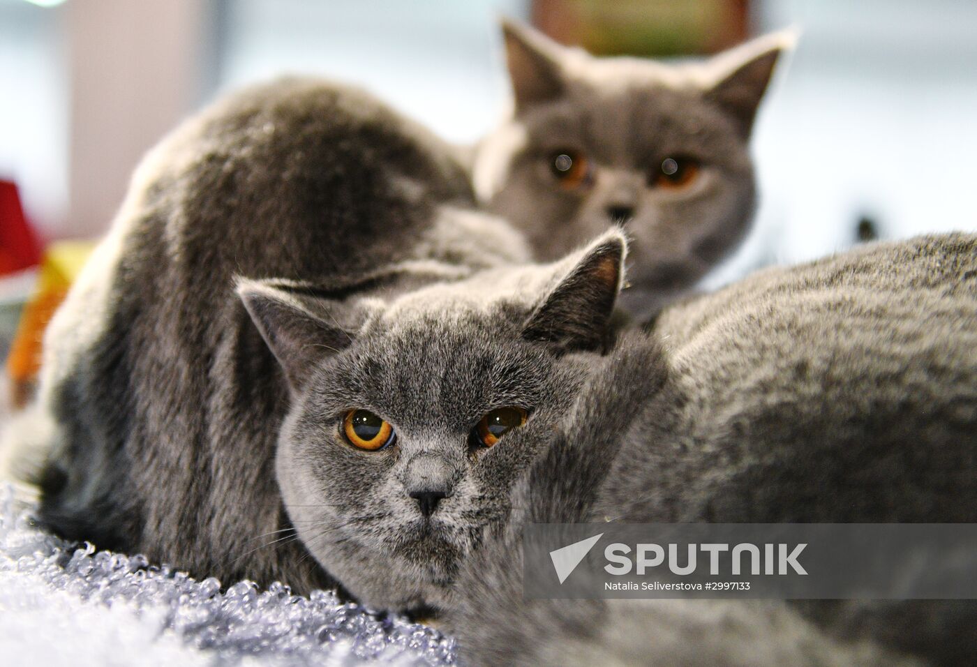 Cat-Salon-December cat show