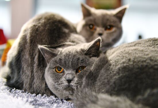 Cat-Salon-December cat show