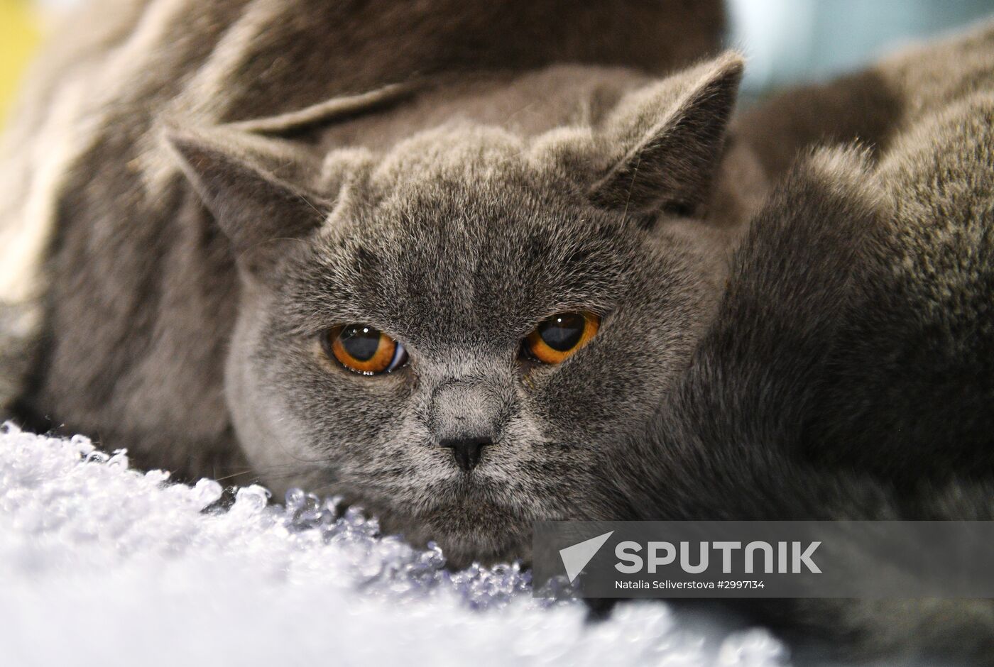 Cat-Salon-December cat show